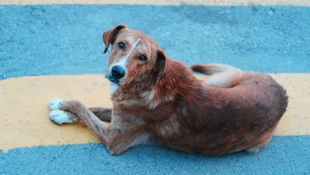 🎙️🐶 Frente al brote de gusano barrenador: MSD presenta en México el primer tratamiento con 100% de eficacia para perros